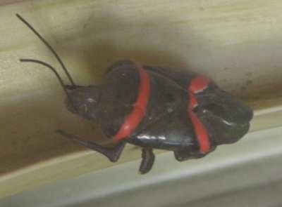 Heteroptera in porcellana